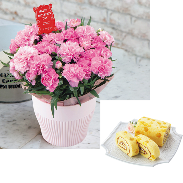 送料込 《母の日》【アサミグリーンプランツ】 カーネーション（SUSTEE付）＋東京堂 芋ロールケーキの商品画像