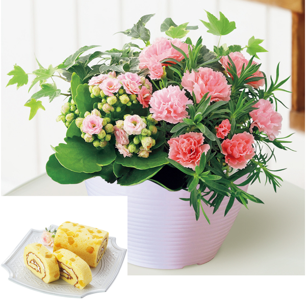 送料込 《母の日》【SUNCOF】 カーネーションの寄せ植え（SUSTEE付）＋東京堂 芋ロールケーキの商品画像