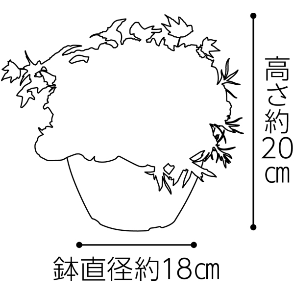 送料込 《母の日》【SUNCOF】 カーネーションの寄せ植え（SUSTEE付）＋東京堂 芋ロールケーキの商品画像 (6)