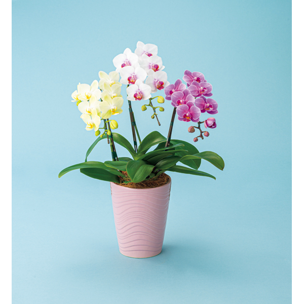 送料込 《web限定》《母の日》【リーフ】 ミディ胡蝶蘭3色植え（SUSTEE付）の商品画像