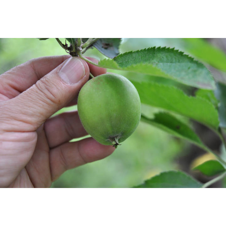 [青森]医果同源りんご機能研究所 りんご葉の茶ギフトセットの商品画像 (3)