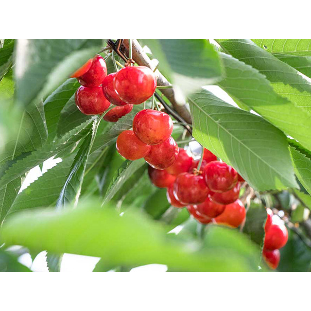 [青森]丸末果樹農園 紅秀峰（手詰め） 2L 500gの商品画像